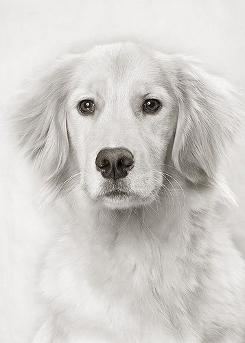 357x500 Golden Kailey (4) Drawings And Sketches - Golden Retriever Pencil Sketch