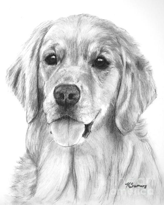 560x700 Golden Retriever Drawing Art - Golden Retriever Pencil Sketch