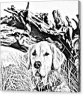163x186 Golden Retriever Pencil Sketch Digital Art By Pete Craven - Golden Retriever Pencil Sketch
