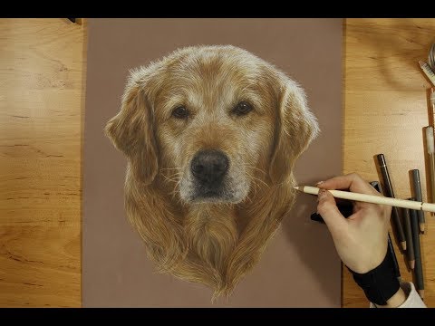 480x360 Colored Pencil Drawing Golden Retriever - Golden Retriever Pencil Sketch