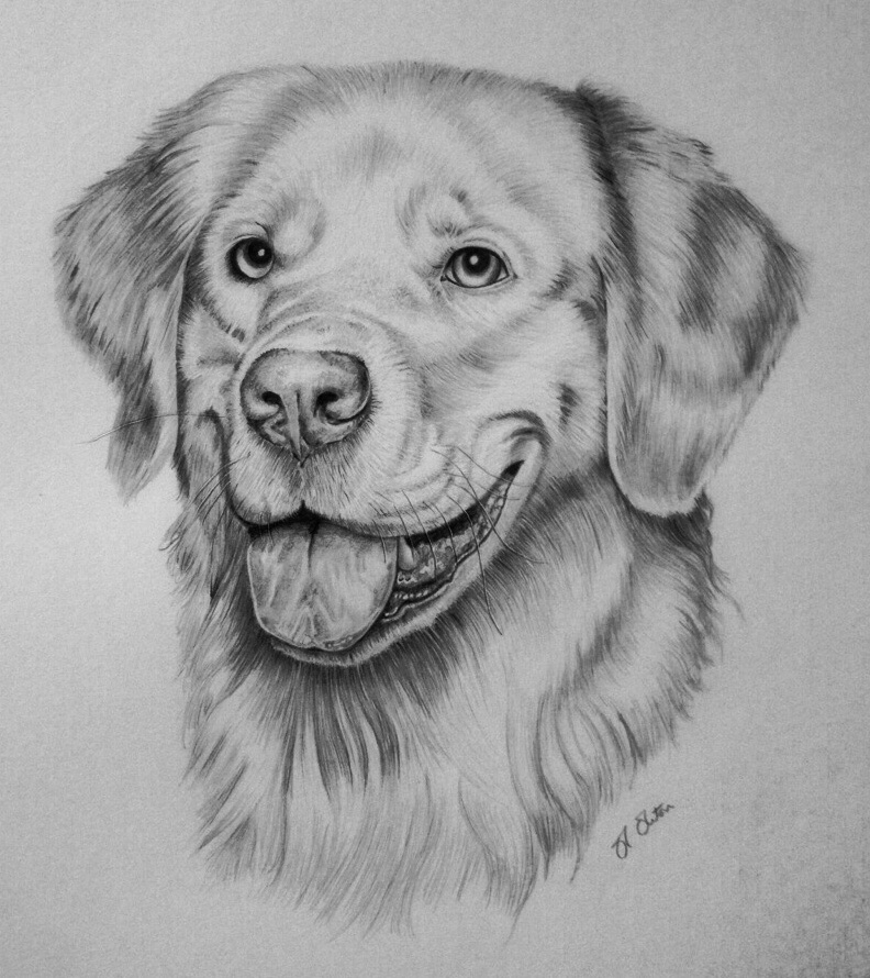792x890 Golden Retriever Portrait By Ned The Hat - Golden Retriever Pencil Sketch