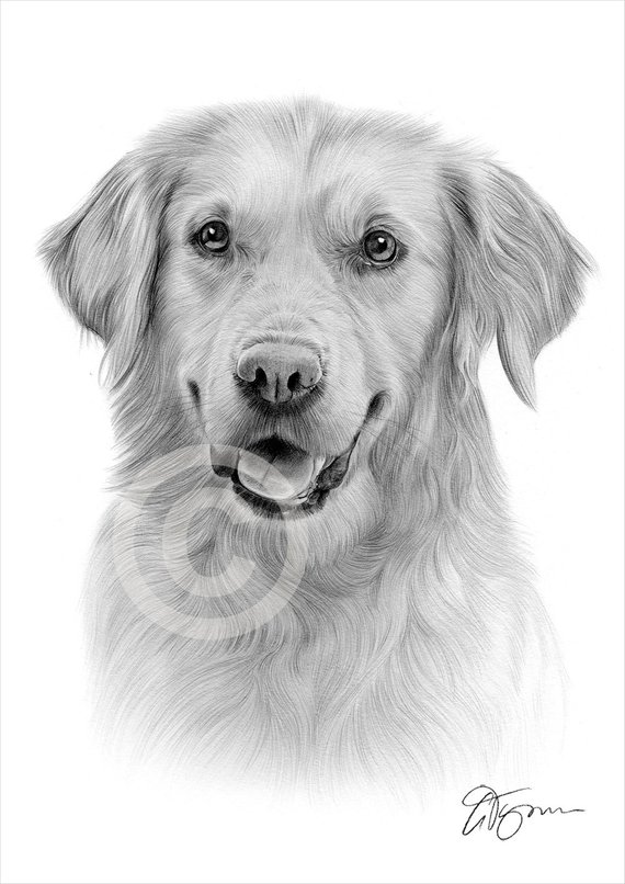 570x806 Golden Retriever Pencil Drawing Print A4 Size Artwork Etsy - Golden Retriever Pencil Sketch