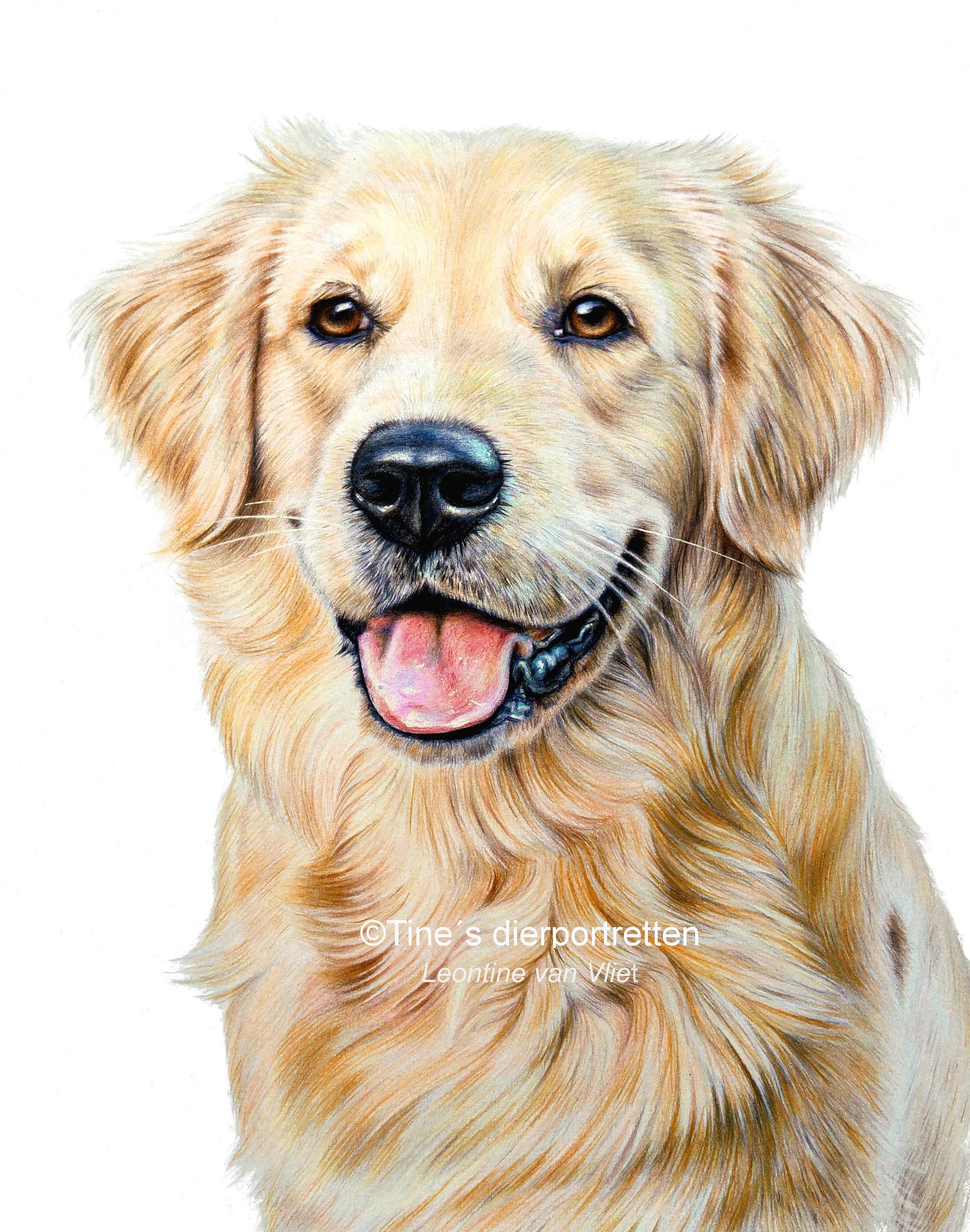 Golden Retriever Pencil Sketch At Paintingvalley Com Explore