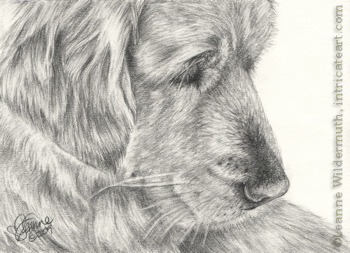 350x253 Leanne Wildermuth Artist By Nature Golden Retriever - Golden Retriever Pencil Sketch