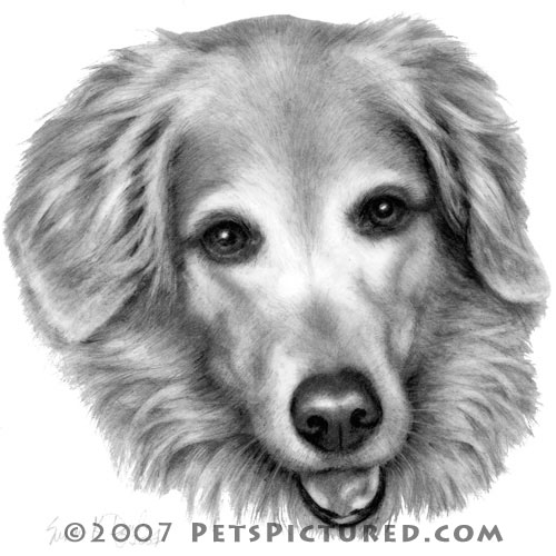 500x500 Memorial Portrait Of Cinnamon, Golden Retriever - Golden Retriever Pencil Sketch