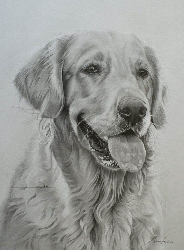 767x1041 Commission - Golden Retriever Pencil Sketch