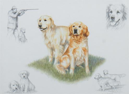 495x360 Nigel Hemming Golden Retrievers Pencil Sketch 28 X 38 - Golden Retriever Pencil Sketch