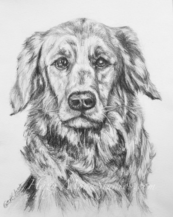 570x717 Original Pencil Drawing Of A Golden Retriever Free Shipping - Golden Retriever Pencil Sketch