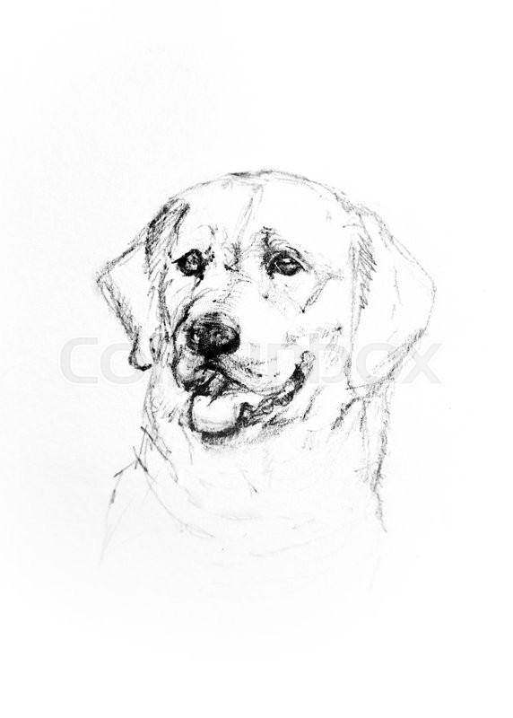 572x800 Pencil Drawing Of Golden Retriever Portrait Stock Photo Colourbox - Golden Retriever Pencil Sketch