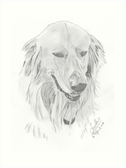 413x549 Pencil Sketch Golden Retriever Art Prints By Waliasudhir Redbubble - Golden Retriever Pencil Sketch
