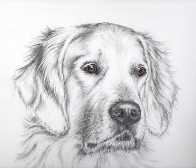 Golden Retriever Pencil Sketch at Explore