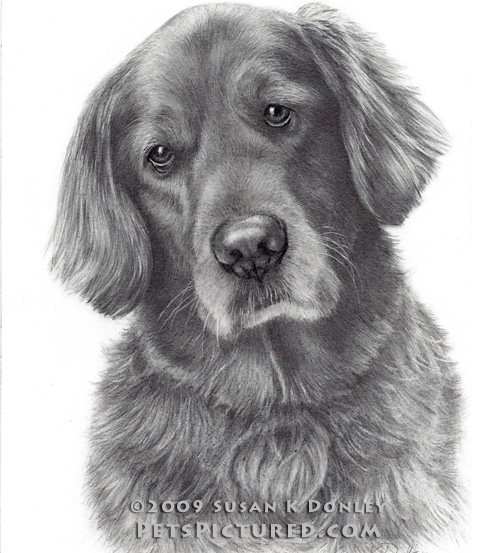 500x553 Tucker, Golden Retriever - Golden Retriever Pencil Sketch