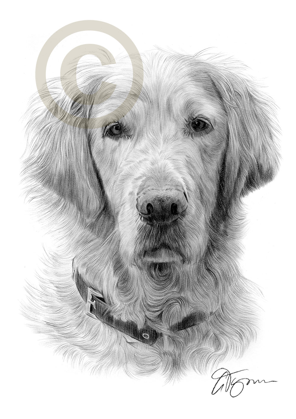 1000x1414 Dog Golden Retriever Pencil Drawing Art Print 2 Sizes Signed Uk - Golden Retriever Pencil Sketch