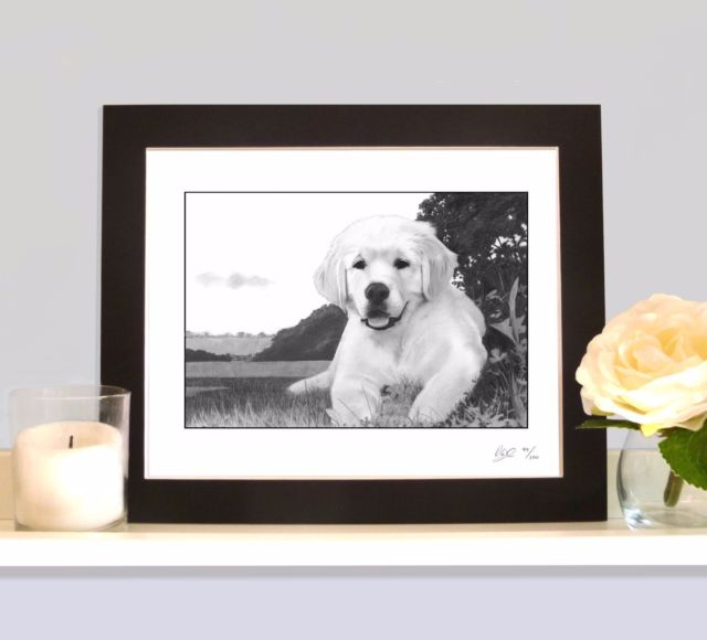 640x580 Golden Retriever Puppy Art Print Drawing Picture Sketch Mounted - Golden Retriever Puppy Sketch