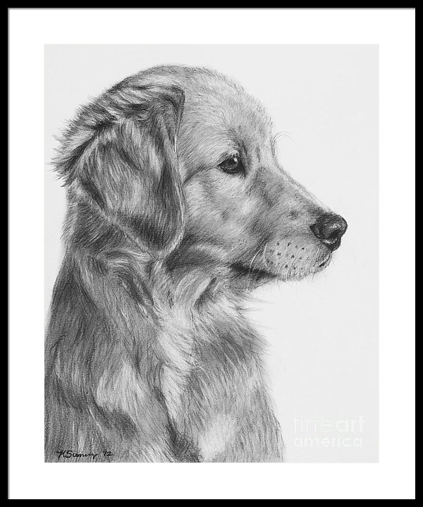 600x719 Golden Retriever Puppy In Charcoal One Framed Print By Kate Sumners - Golden Retriever Puppy Sketch