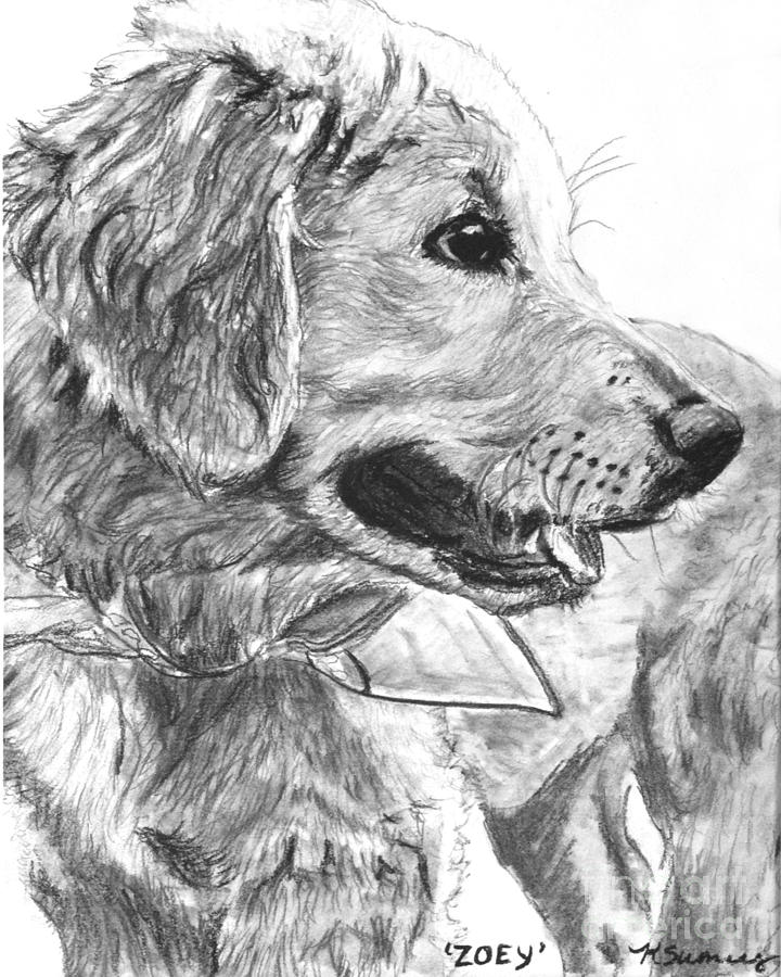 720x900 Golden Retriever Puppy In Profile Drawing By Kate Sumners - Golden Retriever Puppy Sketch