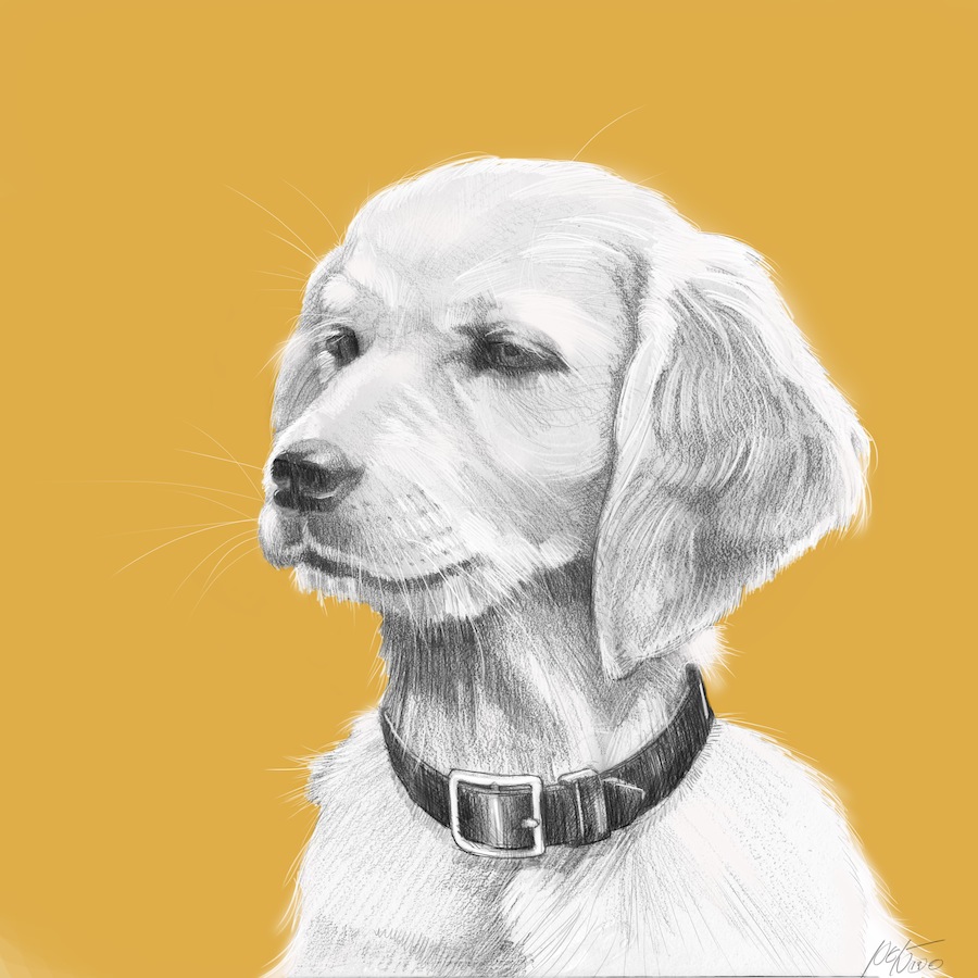 900x900 Golden Retriever Puppy - Golden Retriever Puppy Sketch