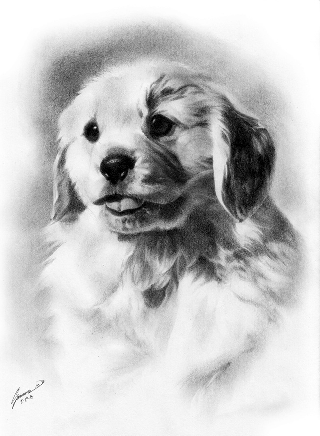 Golden Retriever Puppy Sketch at PaintingValley.com | Explore ...