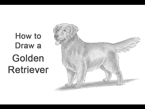 480x360 How To Draw A Dog (Golden Retriever) - Golden Retriever Puppy Sketch