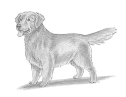 250x193 How To Draw A Dog (Golden Retriever) - Golden Retriever Puppy Sketch