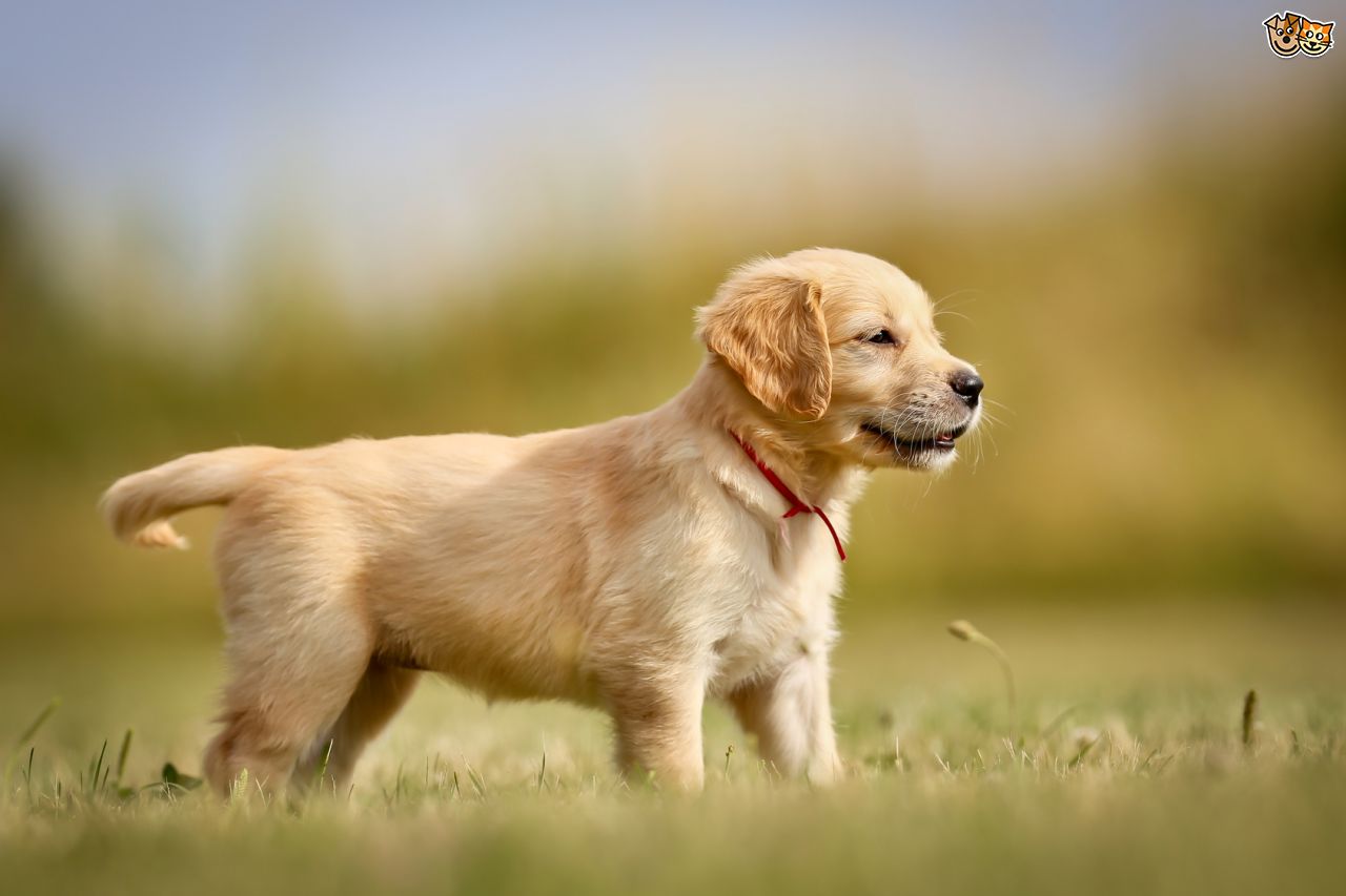 1280x853 How To Potty Train Your Golden Retriever Puppy Part 2 - Golden Retriever Puppy Sketch