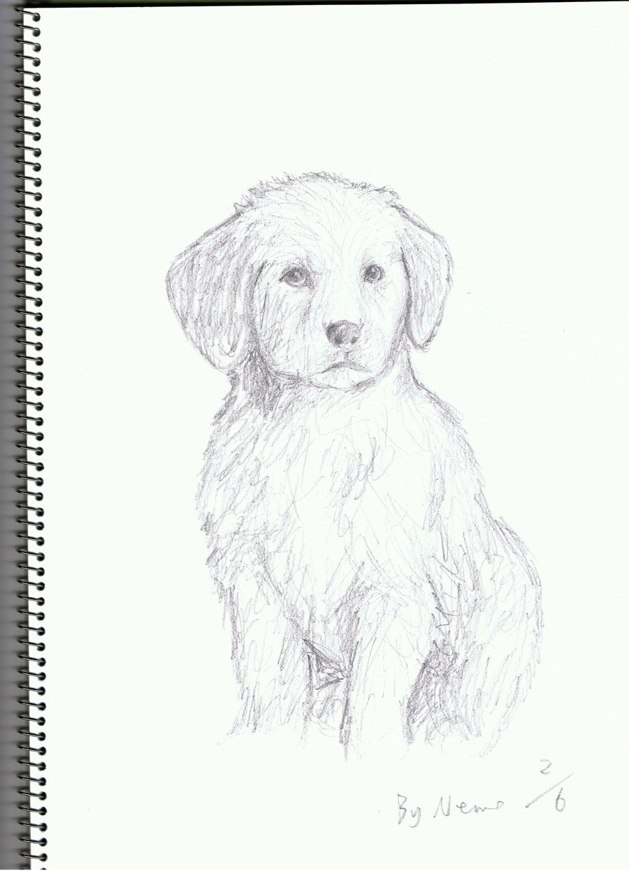 900x1247 A Golden Retriever Puppy By Acinonyx Jubatus - Golden Retriever Puppy Sketch