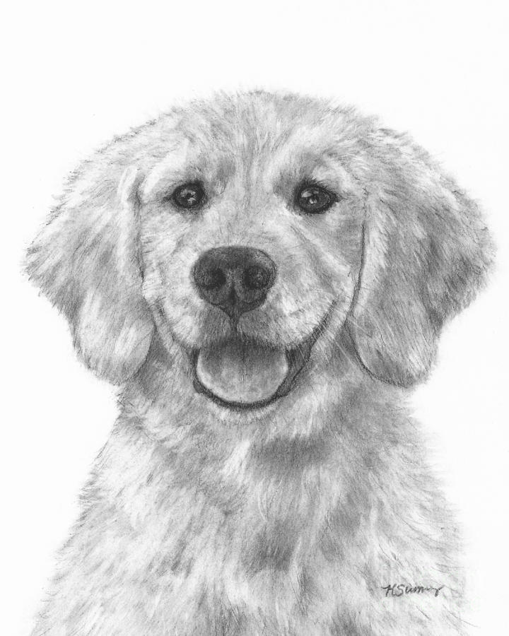 720x900 Puppy Golden Retriever Drawing By Kate Sumners - Golden Retriever Puppy Sketch