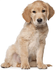 231x290 Royal Canin Golden Retriever Puppy Dry Dog Food, 30 Lb Bag - Golden Retriever Puppy Sketch