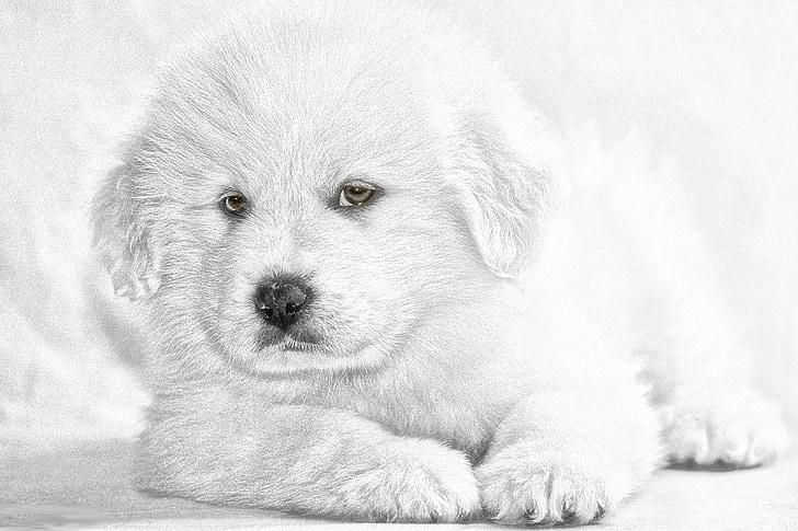 728x485 Royalty Free Photo Golden Retriever Puppy Sketch Pickpik - Golden Retriever Puppy Sketch