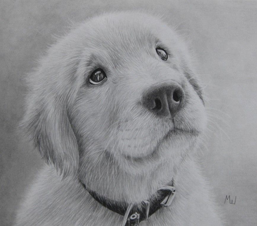 867x763 The Pensive Puppy Pencil Drawing Of A Golden Retriever Dibujos - Golden Retriever Puppy Sketch