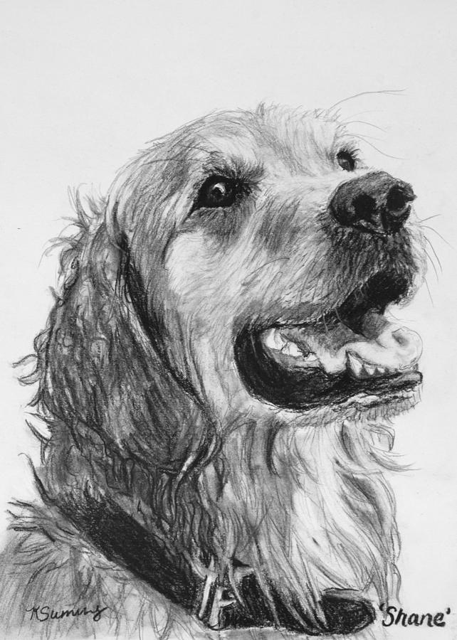 642x900 Wet Smiling Golden Retriever Shane Drawing By Kate Sumners - Golden Retriever Puppy Sketch