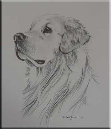 361x420 Golden Retriever Pencil Drawing Art Inspiration - Golden Retriever Puppy Sketch