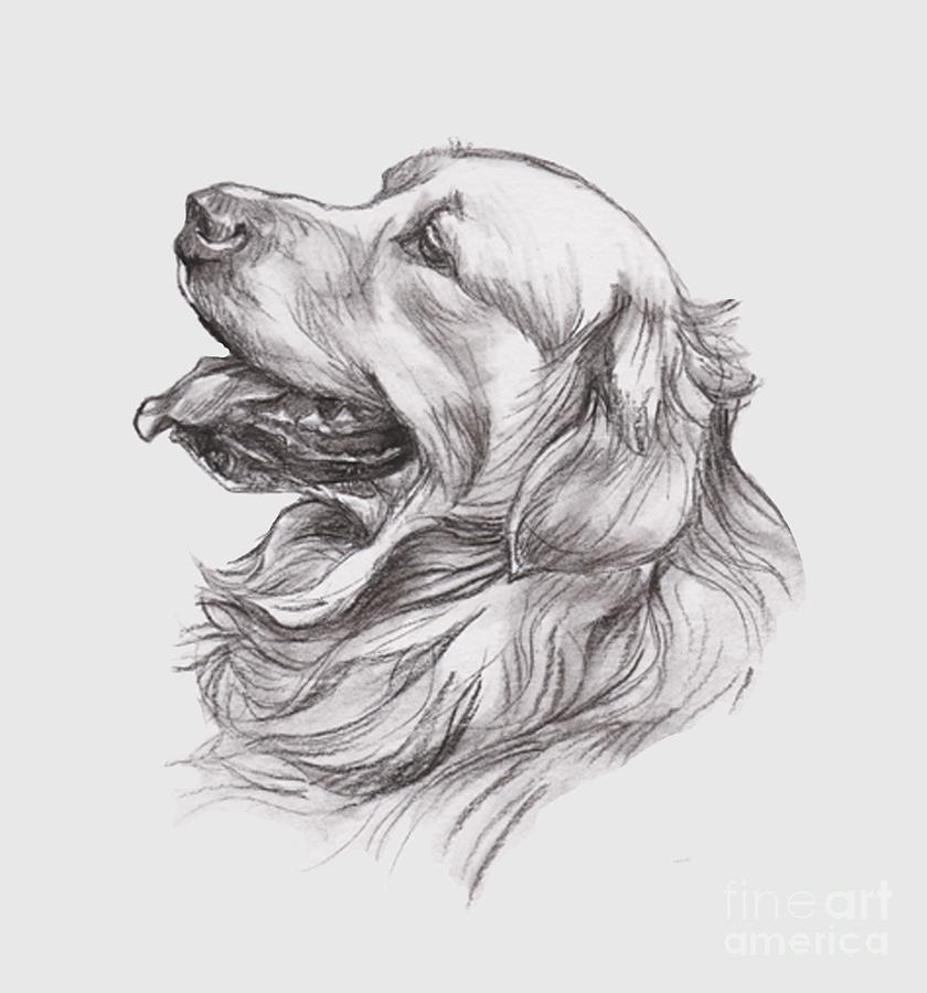 840x900 Golden Retriever Charcoal Portrait Drawing Painting By I Am Lalanny - Golden Retriever Sketch