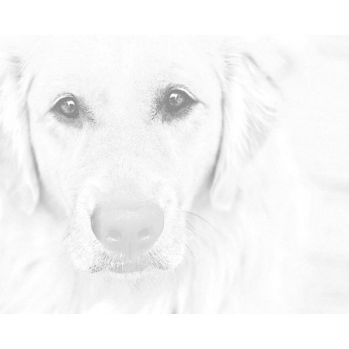 500x500 Golden Retriever Dog Sketch For Canvas Painting - Golden Retriever Sketch