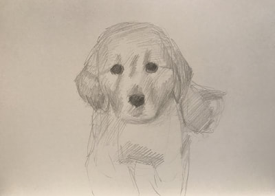 400x285 Golden Retriever Drawing Step By Step - Golden Retriever Sketch