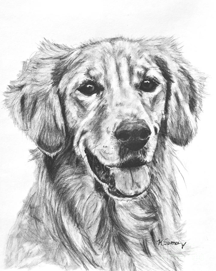 720x900 Golden Retriever Head And Shoulders Drawing By Kate Sumners - Golden Retriever Sketch