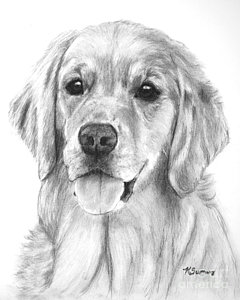 240x300 Golden Retriever Jessie Adult Drawing By Kate Sumners - Golden Retriever Sketch