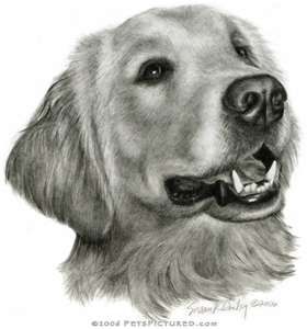 280x300 Golden Retriever Portrait - Golden Retriever Sketch