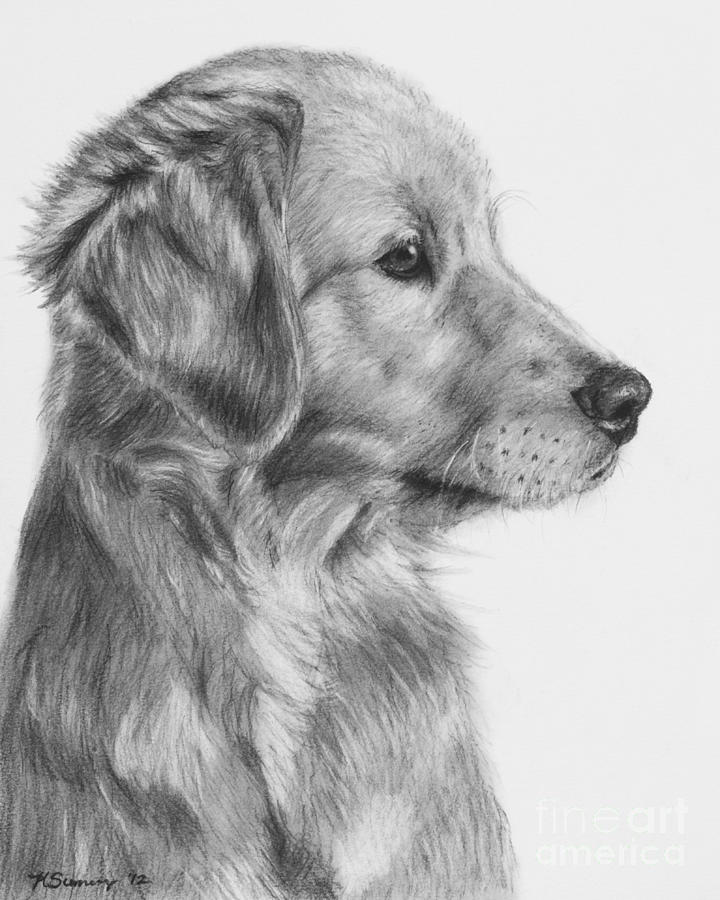 720x900 Golden Retriever Puppy In Charcoal One Drawing By Kate Sumners - Golden Retriever Sketch