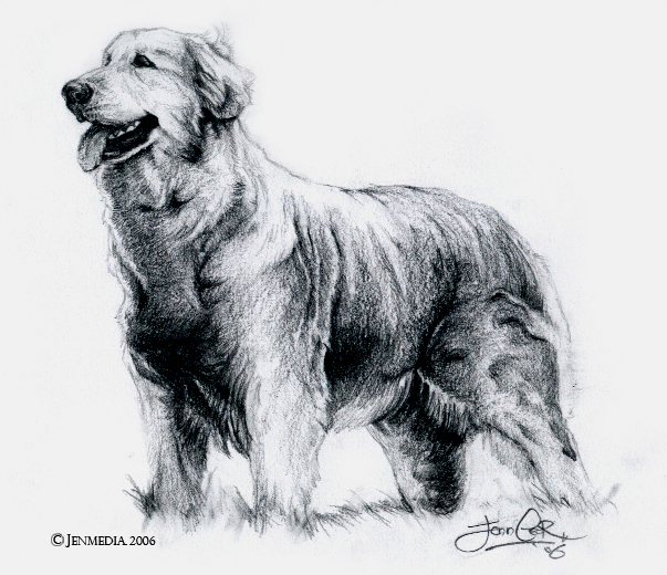 603x520 Golden Retriever By Lillidan86 - Golden Retriever Sketch