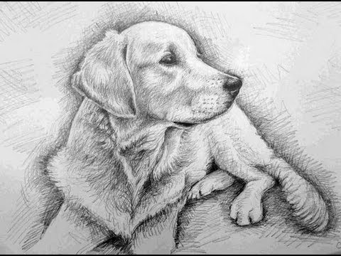 480x360 How To Draw A Dog! (Golden Retriever) - Golden Retriever Sketch