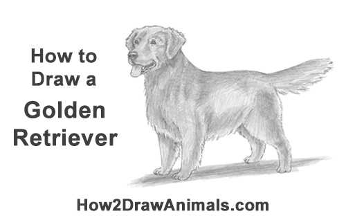 500x315 How To Draw A Dog (Golden Retriever) - Golden Retriever Sketch