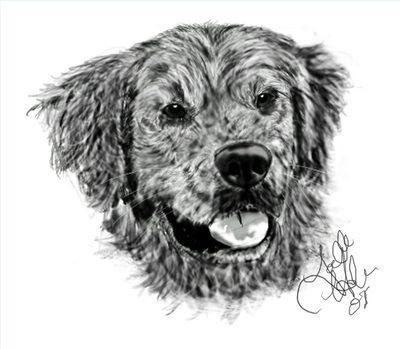 400x349 How To Draw A Golden Retriever Face (With Pictures) Ehow - Golden Retriever Sketch