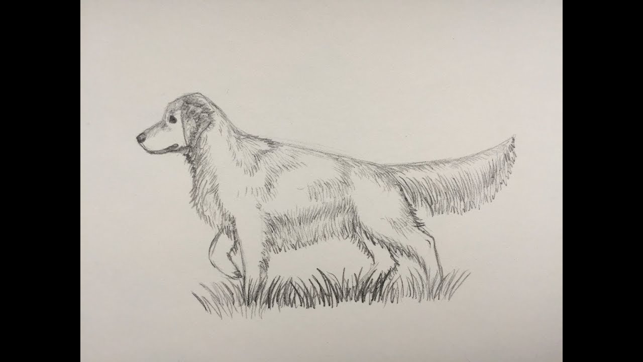 1280x720 How To Sketch A Golden Retriever - Golden Retriever Sketch