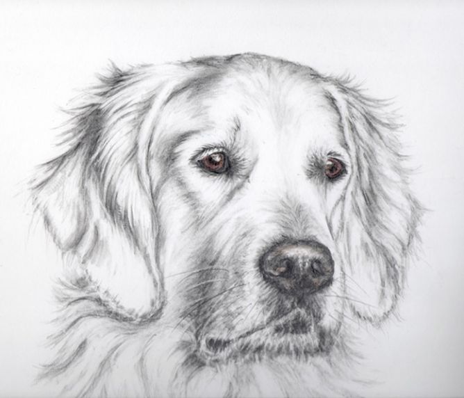 668x572 The Golden Retriever Is A Large Sized Breed Of Dog. Description - Golden Retriever Sketch