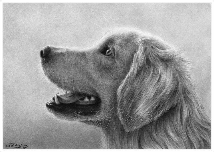 750x532 Zindy Zone.dk - Golden Retriever Sketch