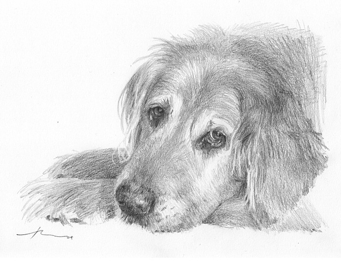 700x544 Golden Retriever Drawing By Mike Theuer Daler Rowney - Golden Retriever Sketch