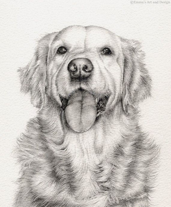 570x691 Golden Retriever - Golden Retriever Sketch