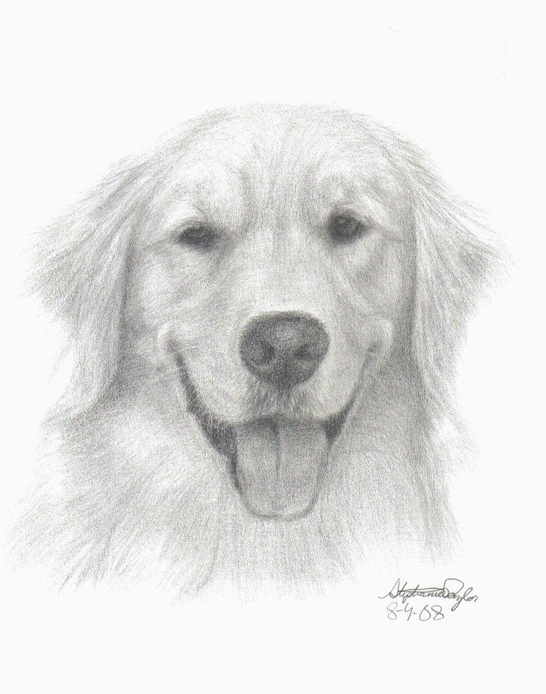 793x1007 Golden Retriever 8 4 08 By Stephieeee13445 - Golden Retriever Sketch