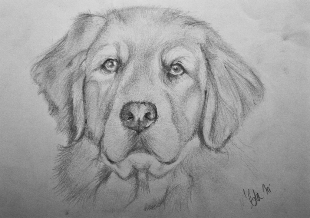 1024x720 Golden Retriever A5 Drawing Astakatrin - Golden Retriever Sketch